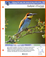 GUEPIER D'EUROPE Oiseau Illustrée Documentée  Animaux Oiseaux Fiche Dépliante - Dieren