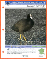 FOULQUE MACROULE Oiseau Illustrée Documentée  Animaux Oiseaux Fiche Dépliante - Animales