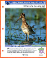 BECASSINE DES MARAIS Oiseau Illustrée Documentée  Animaux Oiseaux Fiche Dépliante - Animali