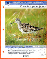 CHEVALIER A PATTES JAUNES Oiseau Illustrée Documentée  Animaux Oiseaux Fiche Dépliante - Animals