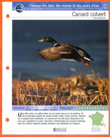 CANARD COLVERT Oiseau Illustrée Documentée  Animaux Oiseaux Fiche Dépliante - Animaux