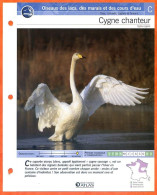 CYGNE CHANTEUR Oiseau Illustrée Documentée  Animaux Oiseaux Fiche Dépliante - Animals