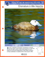 ERISMATURE A TETE BLANCHE Oiseau Illustrée Documentée  Animaux Oiseaux Fiche Dépliante - Dieren