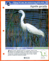 AIGRETTE GARZETTE Oiseau Illustrée Documentée  Animaux Oiseaux Fiche Dépliante - Tiere