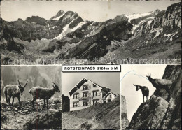 11849028 Rotsteinpass Blick Meglisalp Altmann Lisengrat Saentis Bergziege Rotste - Other & Unclassified