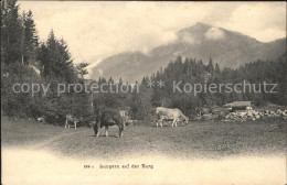 11848778 Lungern Burg Kuehe Lungern - Sonstige & Ohne Zuordnung