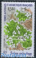 French Antarctic Territory 2008 Flora 1v, Mint NH, Nature - Flowers & Plants - Nuevos