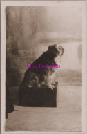 Animals Postcard - Pet Dog Called Rory  DZ334 - Honden