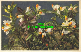 R589018 2241. Polygala Chamaebuxus. Boxleaved Milkwort. E. Gyger. J. Burrow - Mondo