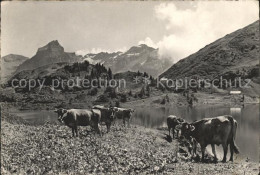 11846748 Engelberg OW Auf Truebsee Viehweide Engelberg - Sonstige & Ohne Zuordnung