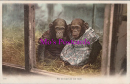 Animals Postcard - Two Chimpanzees In A Zoo  DZ335 - Singes