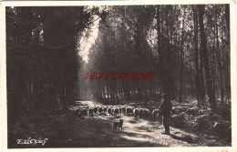 CPSM LANDES - LA FORET - LE ROCHER DE MILLET ET ROUSSEAU - Autres & Non Classés