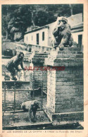 CPA GORGES DE LA CHIFFA - A L'HOTEL DU RUISSEAU DES SINGES - Andere & Zonder Classificatie