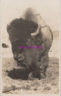 Animal Postcard - Canadian Buffalo  DZ340 - Andere & Zonder Classificatie