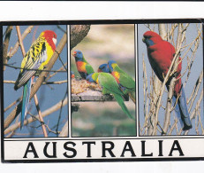 Australia, Colourful Birds - Stamped Postcard   - L Size  - LS5 - Otros & Sin Clasificación