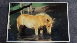 CPM CHEVAL HAFLINGER COLLECTION CELANDRIERS HARENBERG GABRIELLE BOISELLE - Pferde