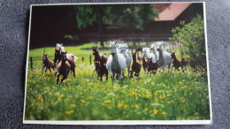 CPM CHEVAL CHEVAUX TROUPEAU ARABE COLLECTION CELANDRIERS HARENBERG GABRIELLE BOISELLE - Cavalli