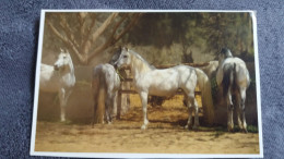 CPM CHEVAL CHEVAUX BLANCS ARABES COLLECTION CELANDRIERS HARENBERG GABRIELLE BOISELLE - Caballos