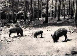 ARDENNES BELGES.  -  Sangliers Et Marcassins.     Non Circulée. - Otros & Sin Clasificación