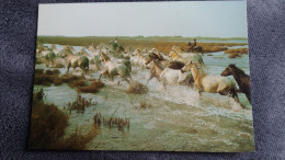 CPM CHEVAL CHEVAUX EN CAMARGUE MANADE TRAVERSANT LES MARAIS ED MERIDIONALES 2007 - Horses