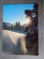 LA FORET SOUS LA NEIGE - Bomen