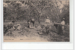 AGEN - Cueillette De La Prune - Très Bon état - Agen