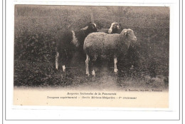 VESAILLES : Troupeau Experimental - Brebis Merinos-malgaches 1er Croisement - Tres Bon état - Versailles