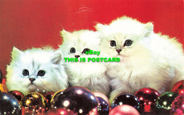 R589169 Cats. Kittens. Three Little Maids Are We. Free Lance Photographers. Plas - Mondo