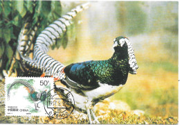 CHINESE COPPER PHEASANT Oiseau De Chine - Birds