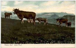 Kühe Auf Der Alp - Vacas