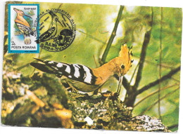 HOOPOE  Oiseau Hupette - Birds