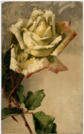 C. Klein - Rose - Klein, Catharina