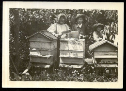 PHOTO Photographie Amateur - Rucher - Apiculture - Métier Apiculteur - Professions