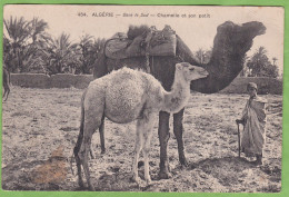 Belle CPA ALGERIE Dans Le Sud Chamelle Et Son Petit Animé ! ETAT ! - Plaatsen