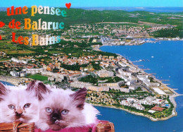 *CPM - 34  - BALARUC Les BAINS - Une Pensée De ... - Chatons - Other & Unclassified