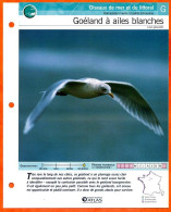 GOELAND A AILES BLANCHES Oiseau Illustrée Documentée  Animaux Oiseaux Fiche Dépliante - Tiere
