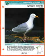 GOELAND ARGENTE Oiseau Illustrée Documentée  Animaux Oiseaux Fiche Dépliante - Animaux