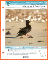 MACREUSE A FRONT BLANC Oiseau Illustrée Documentée  Animaux Oiseaux Fiche Dépliante - Animali