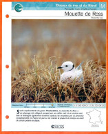 MOUETTE DE ROSS Oiseau Illustrée Documentée  Animaux Oiseaux Fiche Dépliante - Animals