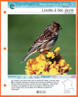 LINOTTE A BEC JAUNE Oiseau Illustrée Documentée  Animaux Oiseaux Fiche Dépliante - Dieren