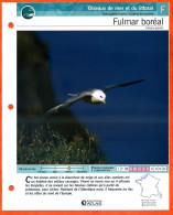 FULMAR BOREAL Oiseau Illustrée Documentée  Animaux Oiseaux Fiche Dépliante - Animali