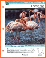 FLAMANT ROSE Oiseau Illustrée Documentée  Animaux Oiseaux Fiche Dépliante - Animaux