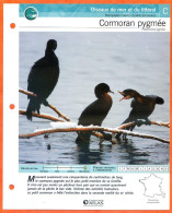 CORMORAN PYGMEE Oiseau Illustrée Documentée  Animaux Oiseaux Fiche Dépliante - Dieren