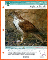 AIGLE DE BONELLI Oiseau Illustrée Documentée  Animaux Oiseaux Fiche Dépliante - Animali
