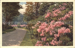 11807321 Biltmore North Carolina Biltmore House And Gardens Kalmia Mt- Laurel Ap - Autres & Non Classés