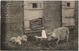 Baby Phosphate Vétérinaire, L. Carton à Beauval ( Somme ) / Cochon, Truie, Porcelets ... - Beauval