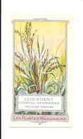 DX82 - CHROMO CISBEY - LES PLANTES MEDICINALES - CHIENDENT - Sonstige & Ohne Zuordnung