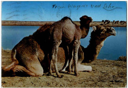 Libya - The Camels - Libya