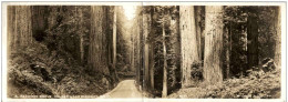 Redwood Grove On Redwood Highway - Klappkarte - Andere & Zonder Classificatie