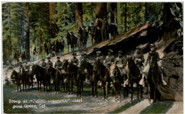 Troops At Fallen Monarch Mariposa Grove - Autres & Non Classés